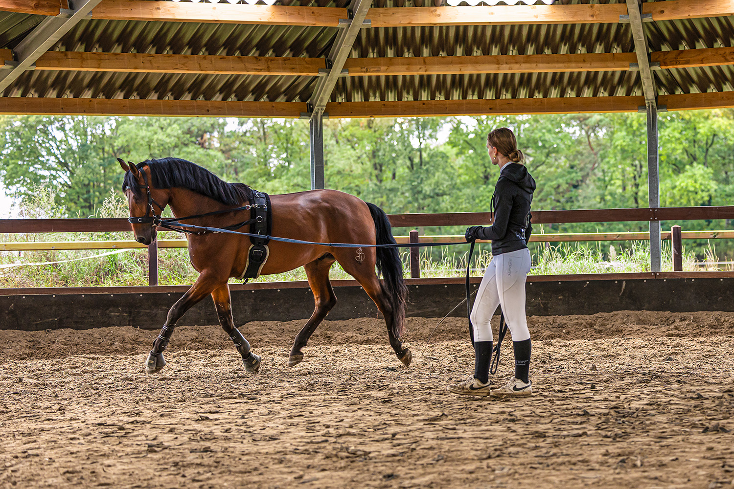 Maashorst Stables - Dressuur