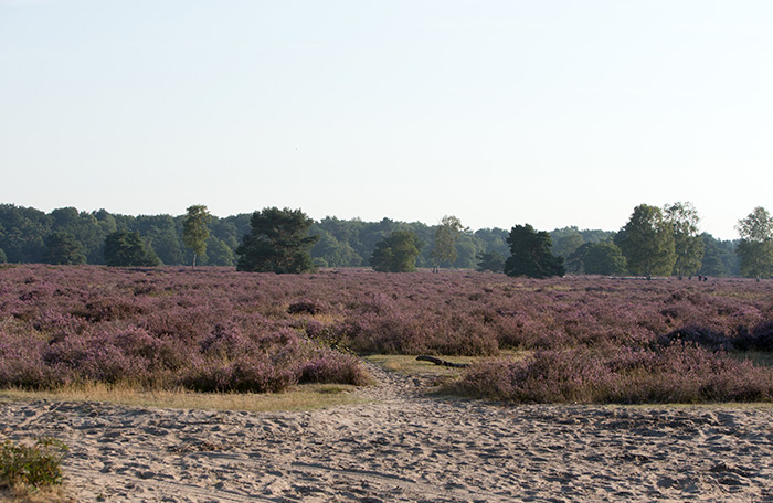 Maashorst Stables - omgeving