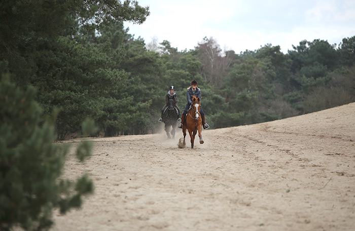 Maashorst Stables - omgeving